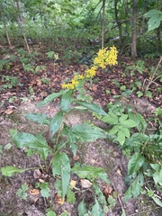 Solidago virgaurea
