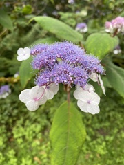 Hydrangea aspera