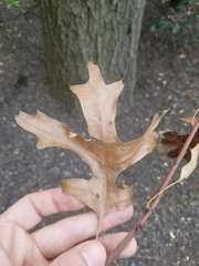 Quercus