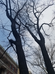 Quercus