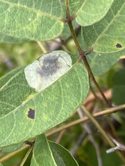 Anarsioses aberrans