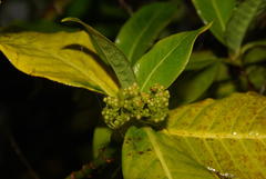 Psychotria capensis capensis