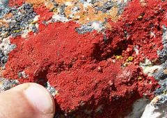 Caloplaca haematodes