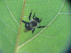 Bombus impatiens