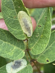 Anarsioses aberrans