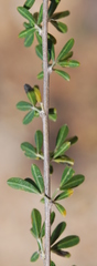 Wiborgia obcordata