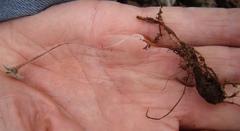 Pelargonium articulatum