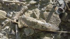 Sphingonotus caerulans