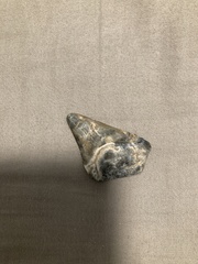 Carcharodon megalodon