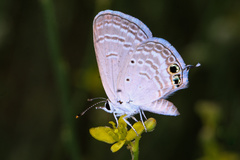 Chilades parrhasius