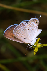 Chilades parrhasius