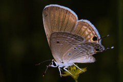 Chilades parrhasius