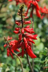 Erythrina humeana