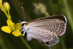 Chilades parrhasius