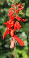 Erythrina humeana
