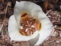 Calochortus venustus