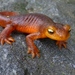 Sierra Newt - Photo (c) randomtruth, some rights reserved (CC BY-NC-SA)