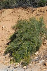 Rafnia diffusa