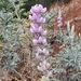 Lupinus paynei - Photo (c) Kevin, algunos derechos reservados (CC BY-NC), uploaded by Kevin