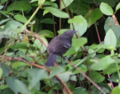 Cercomacra nigricans