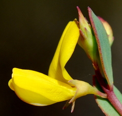 Rafnia diffusa