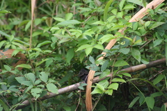 Cercomacra nigricans