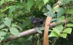 Cercomacra nigricans