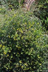 Rafnia diffusa