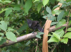 Cercomacra nigricans