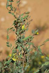 Rafnia diffusa