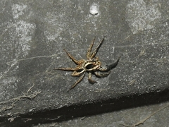 Araneae