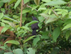 Cercomacra nigricans