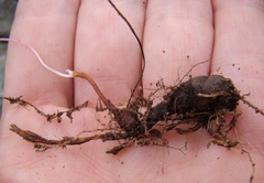 Pelargonium articulatum