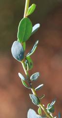 Rafnia diffusa