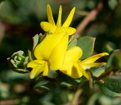 Rafnia diffusa
