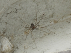 Araneae