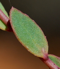 Rafnia diffusa