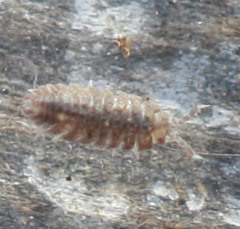 Armadilloniscus coronacapitalis