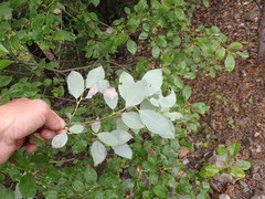 Salix taraikensis