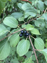 Rhamnus cathartica