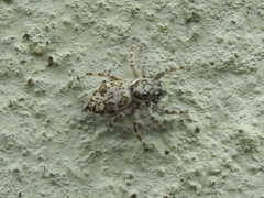 Araneae