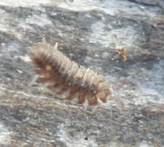 Armadilloniscus coronacapitalis