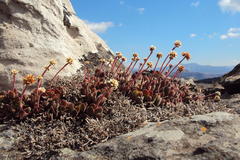 Crassula swaziensis
