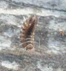 Armadilloniscus coronacapitalis