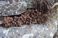 Crassula swaziensis