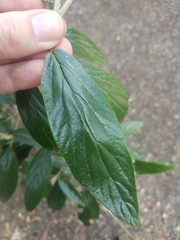 Viburnum