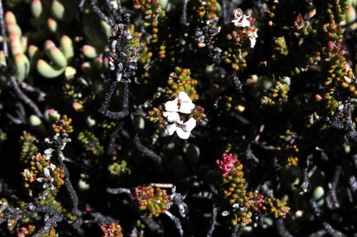 Acmadenia teretifolia (Acmadenia teretifolia)