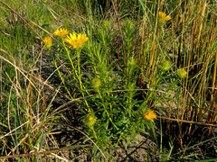 Berkheya insignis