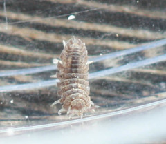 Armadilloniscus coronacapitalis