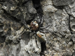 Araneae